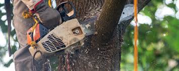 How Our Tree Care Process Works  in  Cambridge, MN