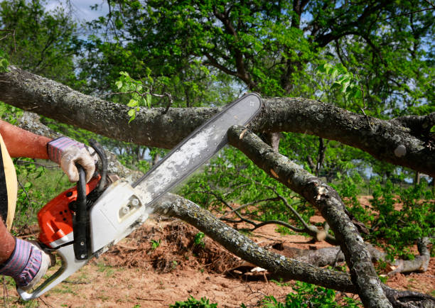 Trusted Cambridge, MN Tree Removal Experts